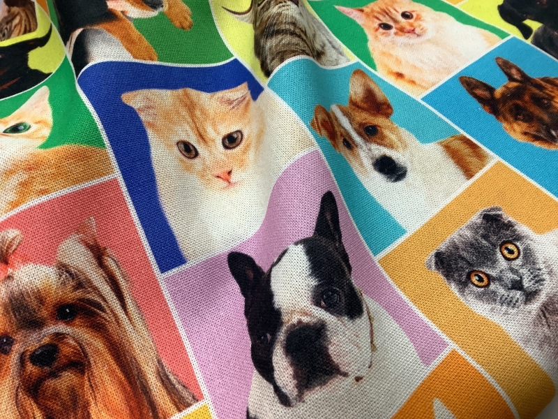 Canvas cats and dogs